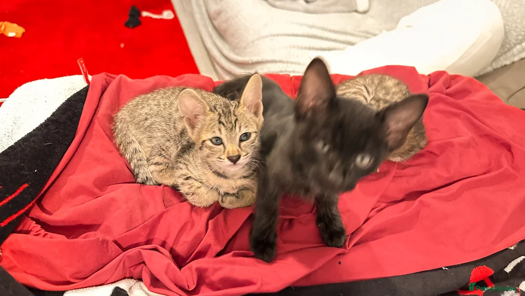 Savannah cats for sale: Stunning F3 Savannahs Last spotted girl - Advert 21