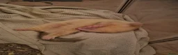 Ferret rodents for sale: Taco for rehoming - Advert 2