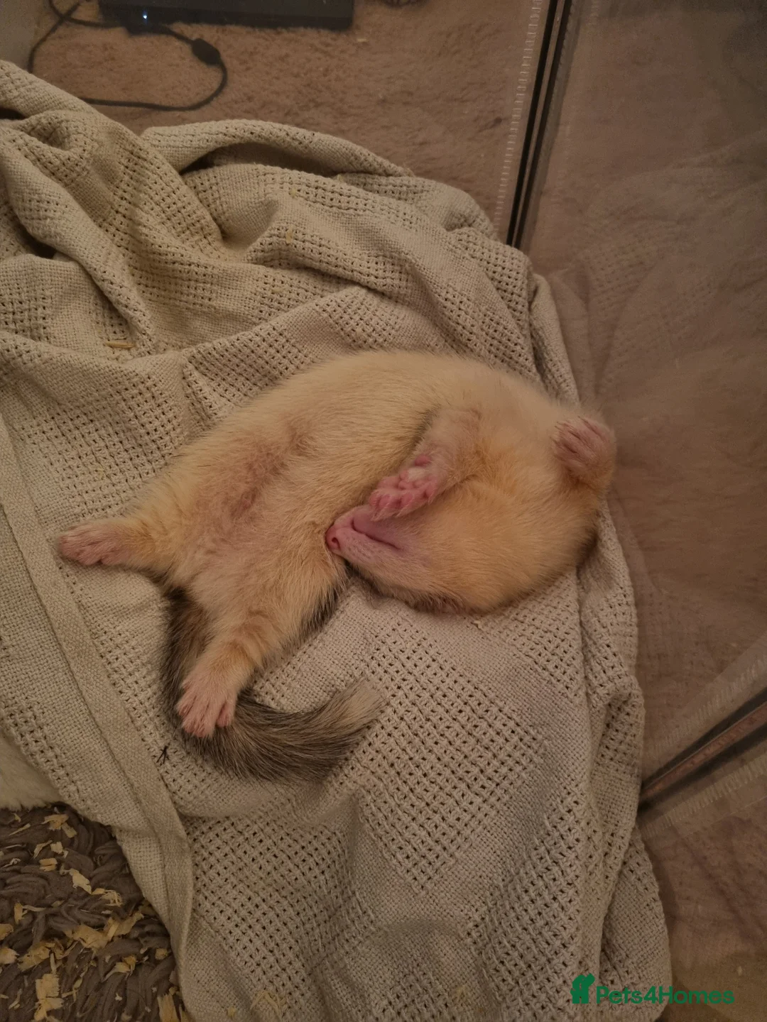Ferret rodents for sale: Taco for rehoming - Advert 2