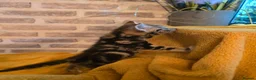 Mixed Breed cats for sale:  Ready to go to their forever homes - Advert 15
