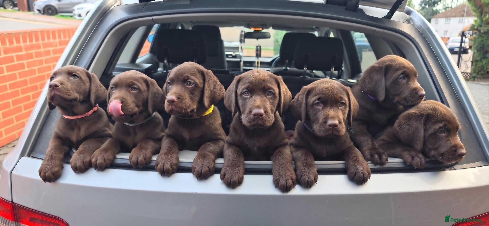 Labrador Retriever dogs for sale: KC REG CHAMPION BLOODLINE PUPPIES 🏆🍫 - Advert 1
