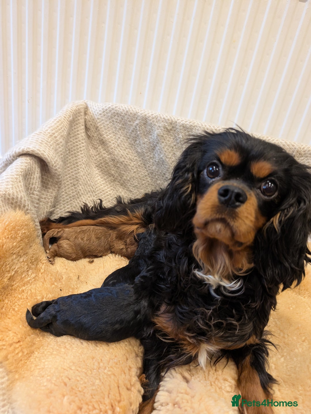 Cavapoo dogs for sale: 3 EXTENSIVELY HEALTH TESTED ADORABLE CAVAPOOS - Advert 6