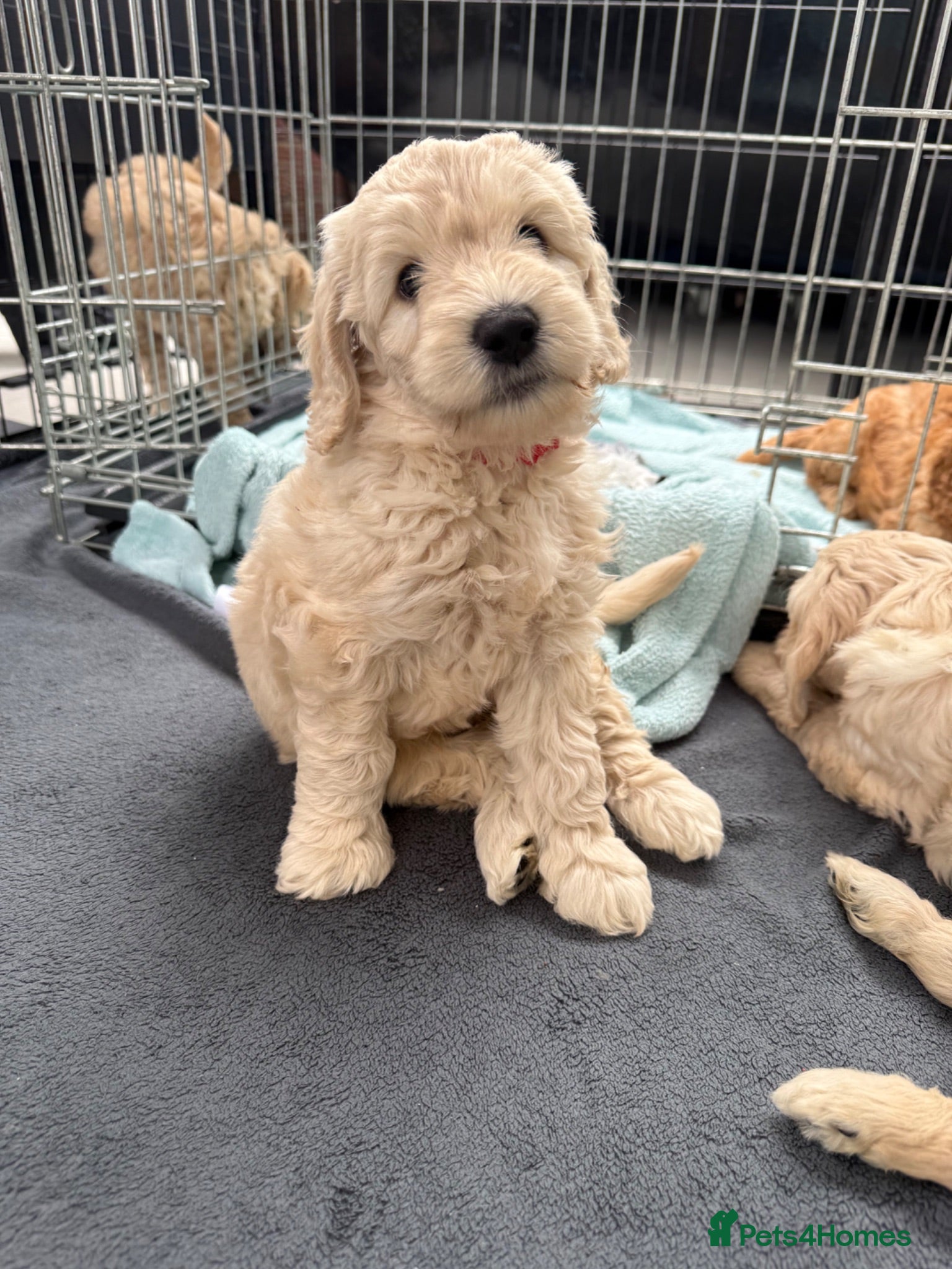 Mixed Breed dogs Multigeneration Cream/Apricot Double Labradoodles  - Advert 2