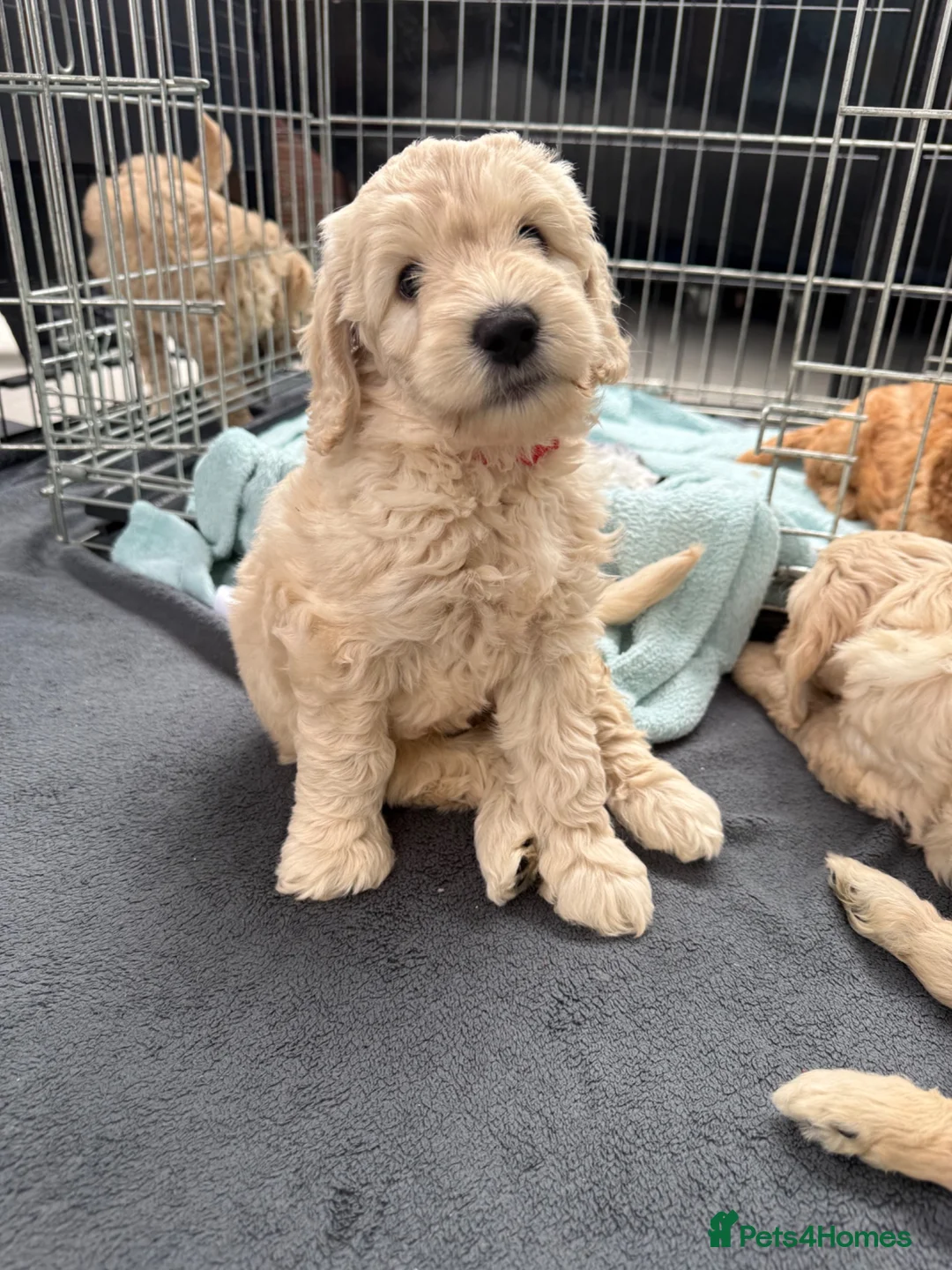 Mixed Breed dogs for sale: Multigeneration Cream/Apricot Double Labradoodles  - Advert 1