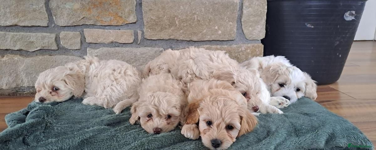 Cavapoo dogs Ready now Stunning cavapoo puppies - Advert 1