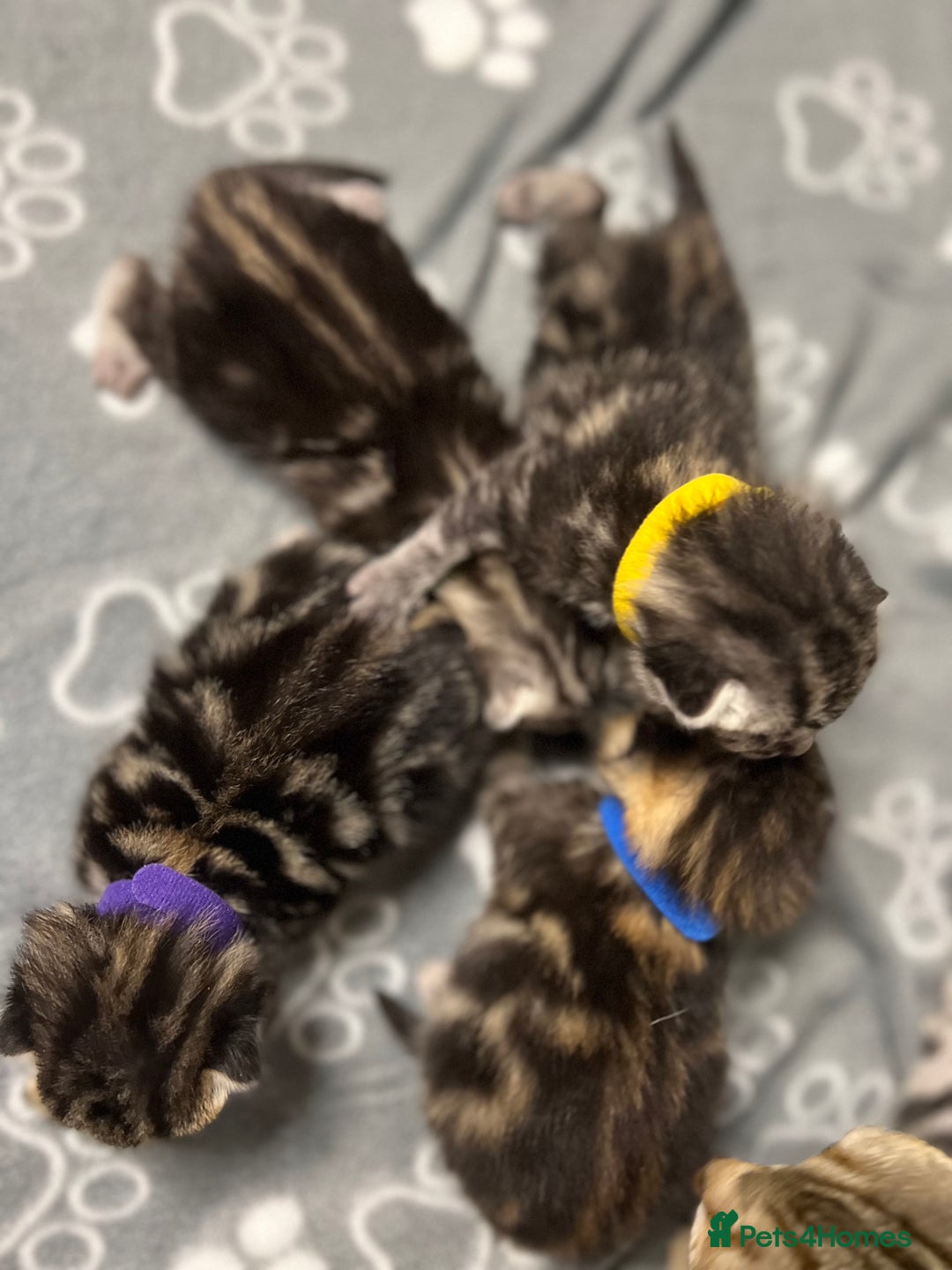 Bengal cats for sale: Bengal  kittens - Image 4