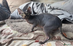 Sphynx cats for sale: 5 month old blue tabby sphynx kitten - Advert 8