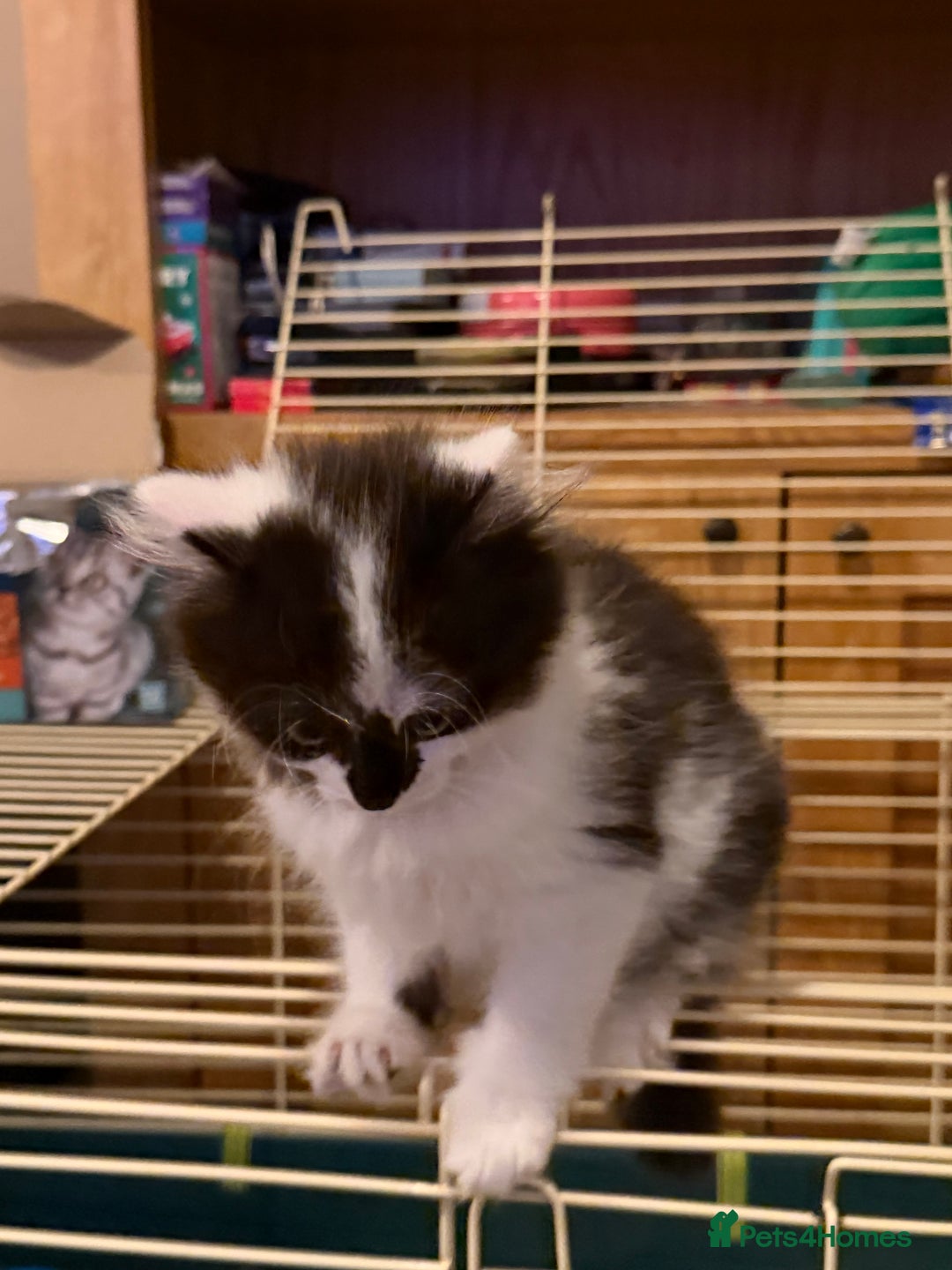 Mixed Breed cats for sale: Kittens for a good home - Advert 6