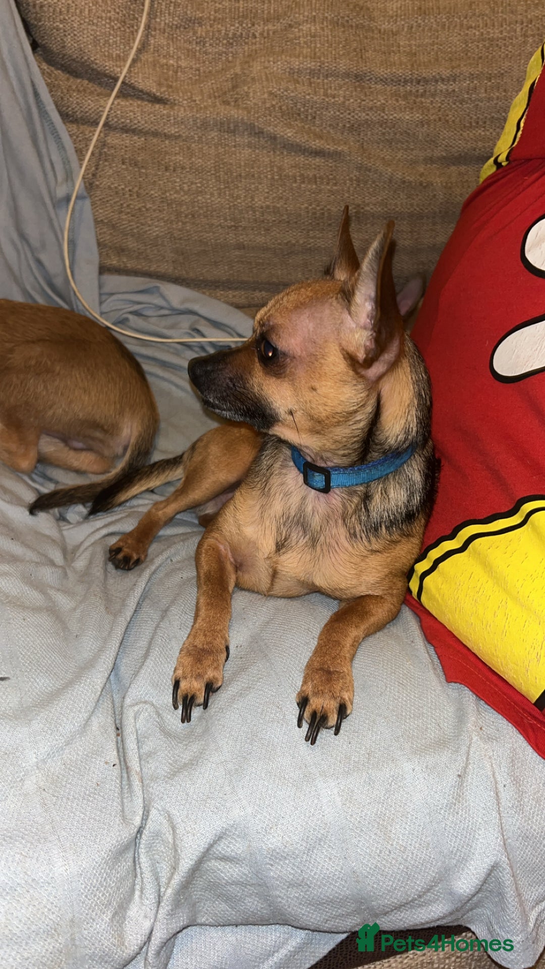 Mixed Breed dogs for sale: Chipin (last boy) - Advert 4