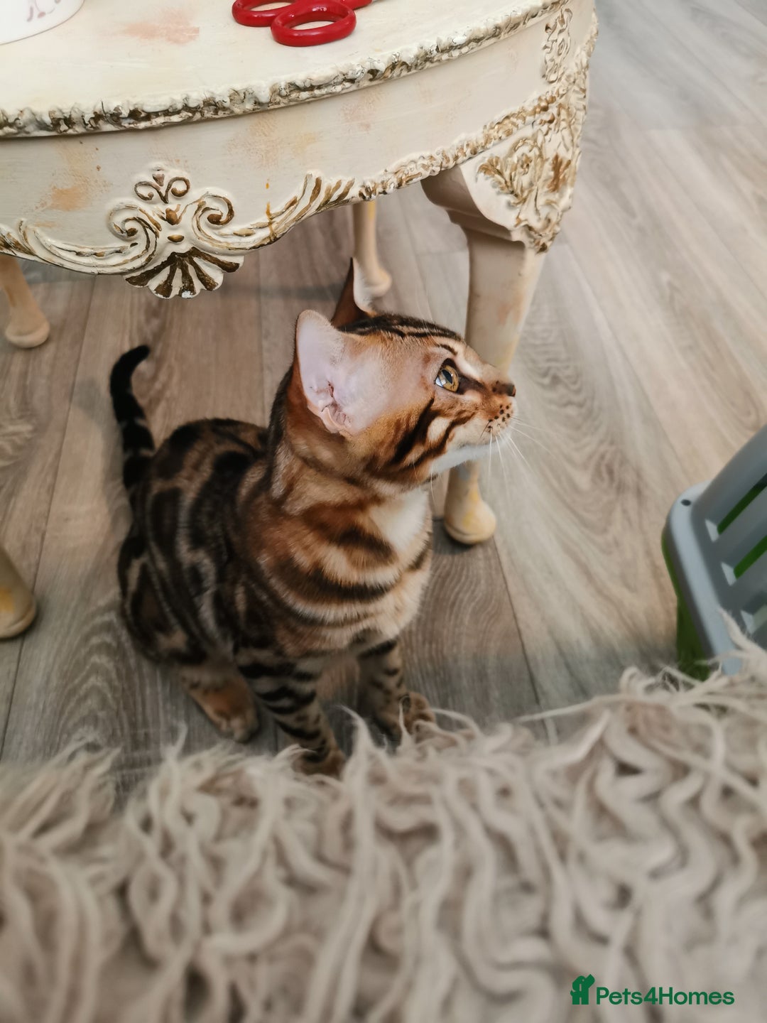 Bengal cats for sale: Stunning bengal adult male  - Image 3