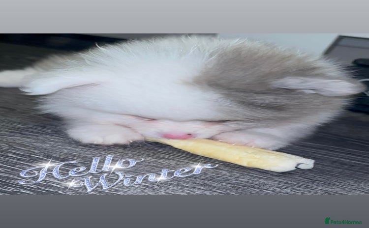 Pomeranian dogs - Advert 1