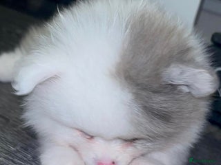 Pomeranian dogs 🏆✨LAST 2🧸SKY🩵BLUE👀 POMS🐶✨ - Advert 4