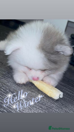 Pomeranian dogs - Advert 1