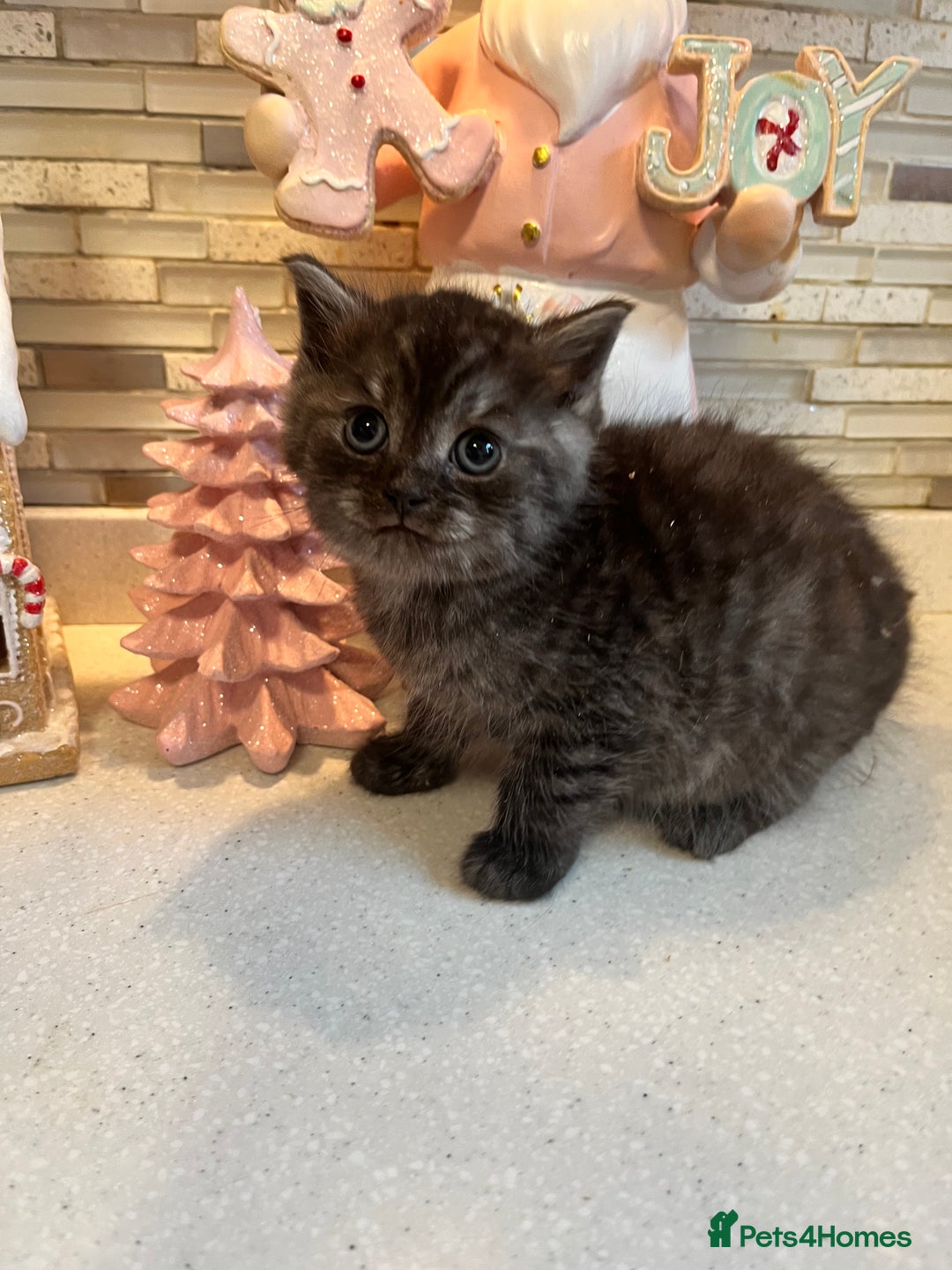 Maine Coon cats for sale: 3/4 Maine coon kittens - Image 3