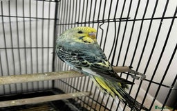 Budgerigars birds for sale: 2x budgies for sale  - Advert 1