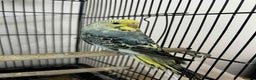 Budgerigars birds for sale: 2x budgies for sale  - Advert 1