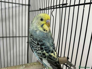 Budgerigars birds for sale: 2x budgies for sale - Advert 1