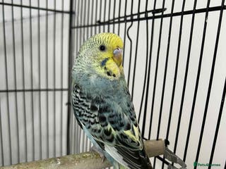 Budgerigars birds 2x budgies for sale - Advert 4