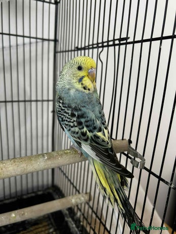 Budgerigars birds 2x budgies for sale - Advert 1