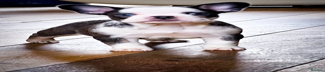 French Bulldog Puppy 10