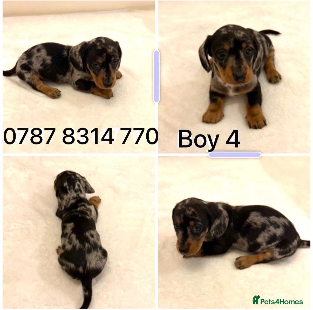 Miniature Dachshund dogs Dachshund Puppys 8 available  - Advert 4