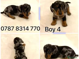 Miniature Dachshund dogs Dachshund Puppys 8 available - Advert 4