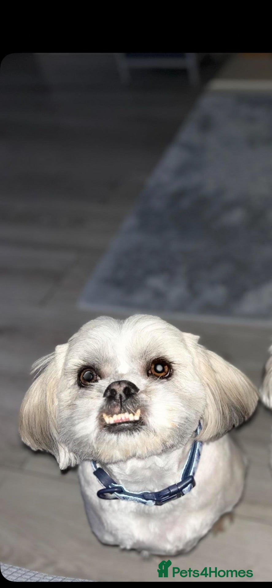 Malshi dogs for sale: Beautiful boy Rio shihtzu/maltese  - Advert 5