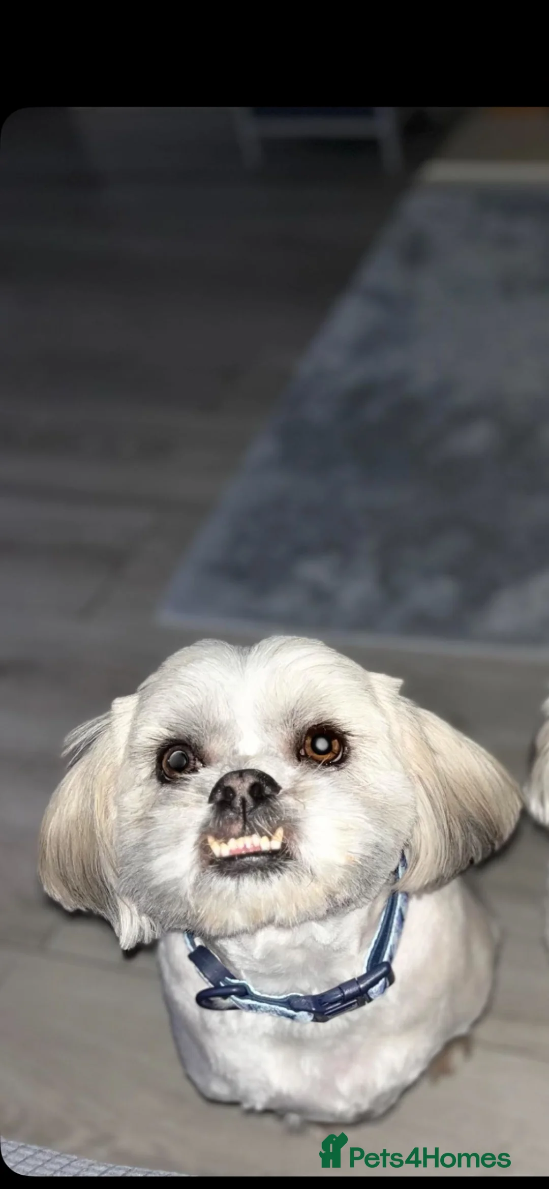 Malshi dogs for sale: Beautiful boy Rio shihtzu/maltese  - Advert 1