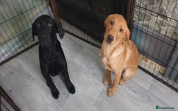 Labrador Retriever dogs for sale: KC registard Labrador Retrievers fully vaccinated. in Barnstaple - Image 12