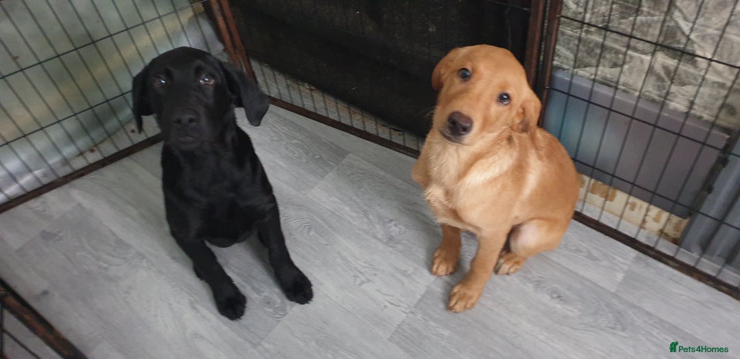 Labrador Retriever dogs for sale: KC registard Labrador Retrievers fully vaccinated. in Barnstaple - Image 12