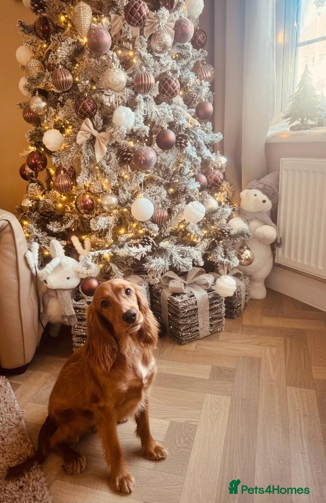 Cocker Spaniel dogs for sale: 🐾 1 year old working cocker spaniel 🐾 - Advert 2