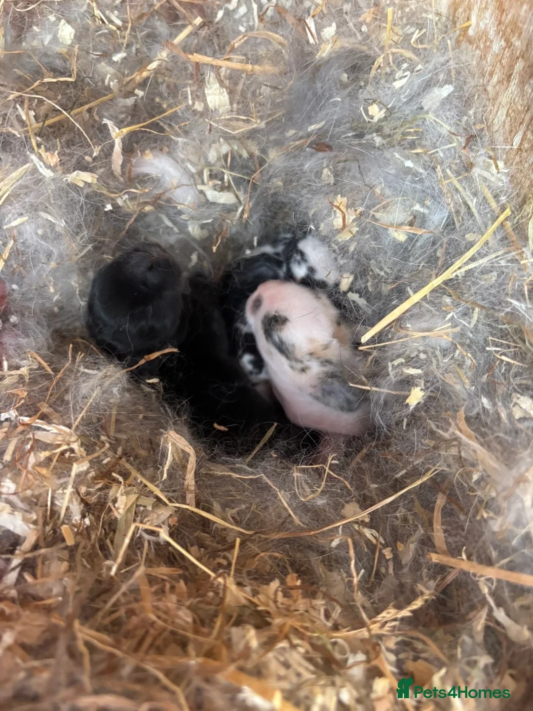 Mixed Breed rabbits for sale: Rabbits for sale  - Advert 2