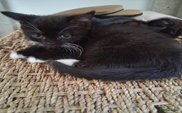 Mixed Breed cats for sale: 2 kittens  - Image 1