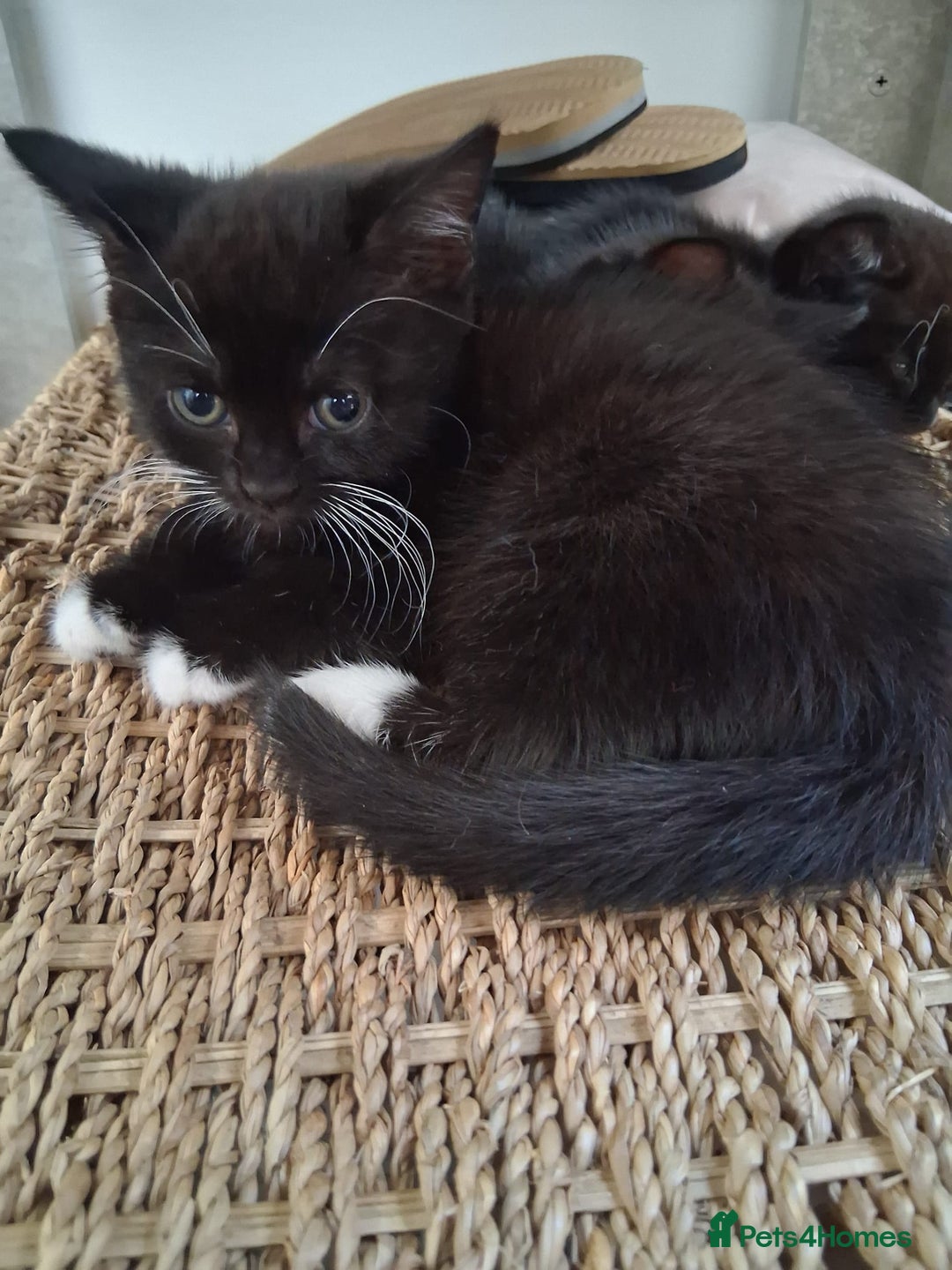 Mixed Breed cats for sale: 2 kittens  - Image 1