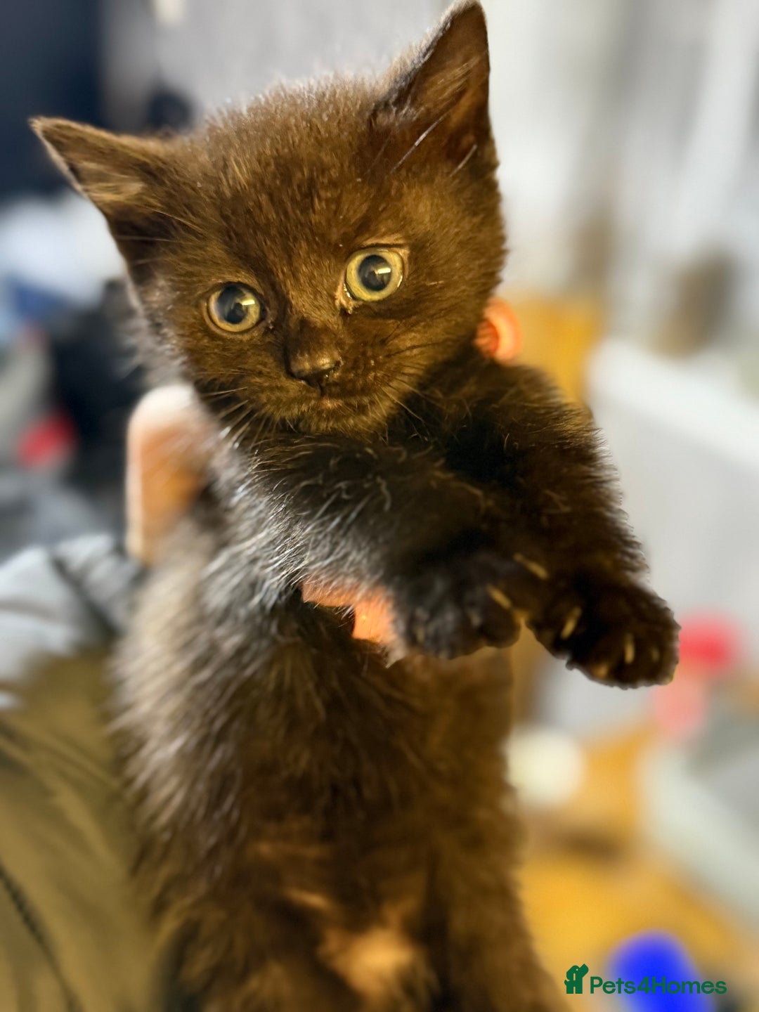 Mixed Breed cats for sale: THREE BLACK KITTENS AVAILABLE  - Image 10
