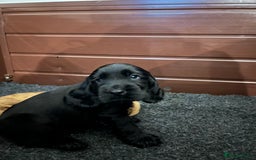 Cocker Spaniel dogs for sale: Solid black cocker spaniel puppies ready 10th Dec  - Image 7