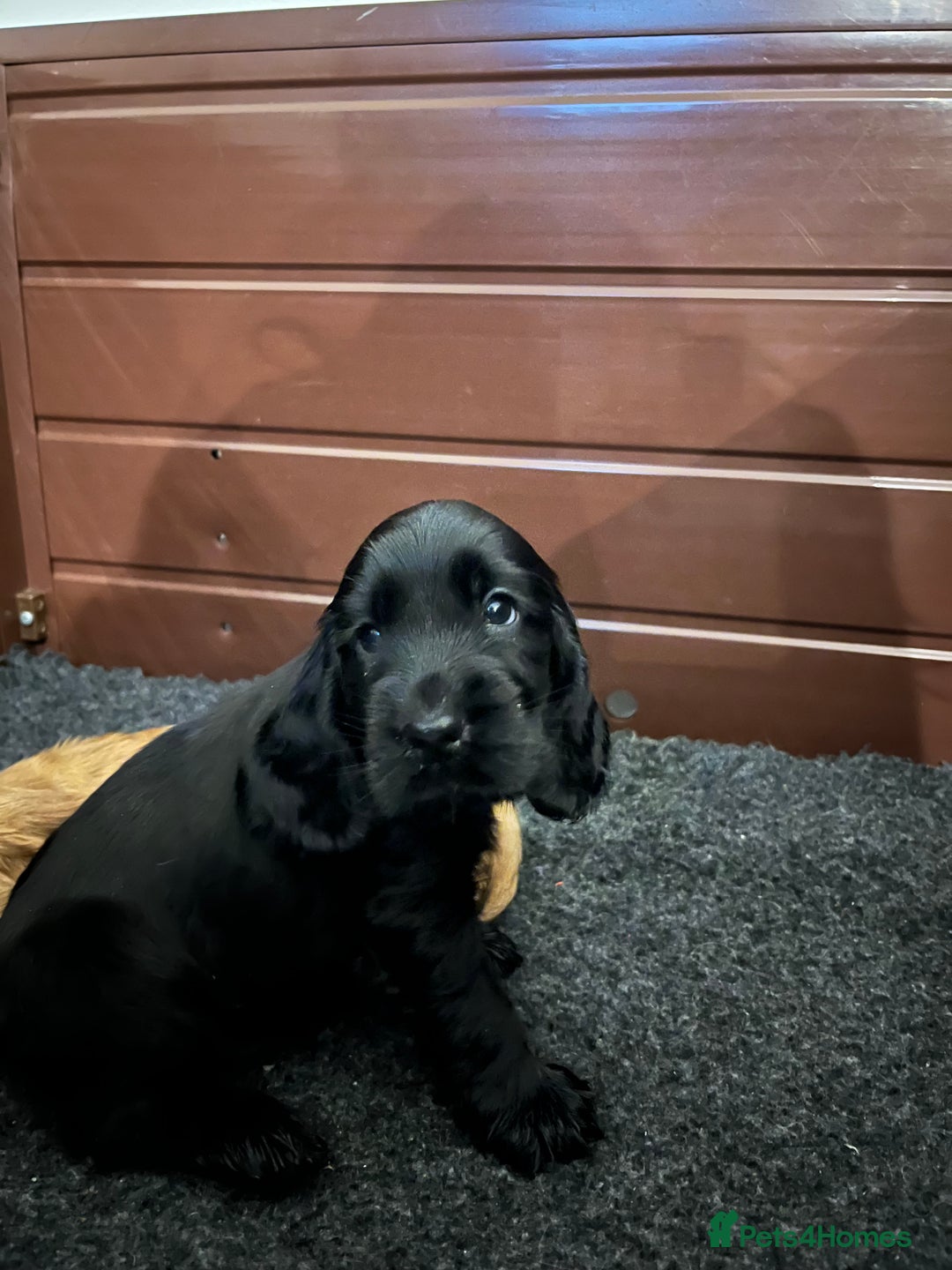 Cocker Spaniel dogs for sale: Solid black cocker spaniel puppies ready 10th Dec  - Image 7