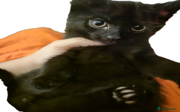 Mixed Breed cats for sale: Lovely kittens - Image 5