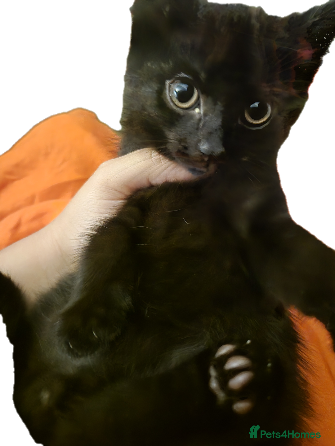 Mixed Breed cats for sale: Lovely kittens - Image 5