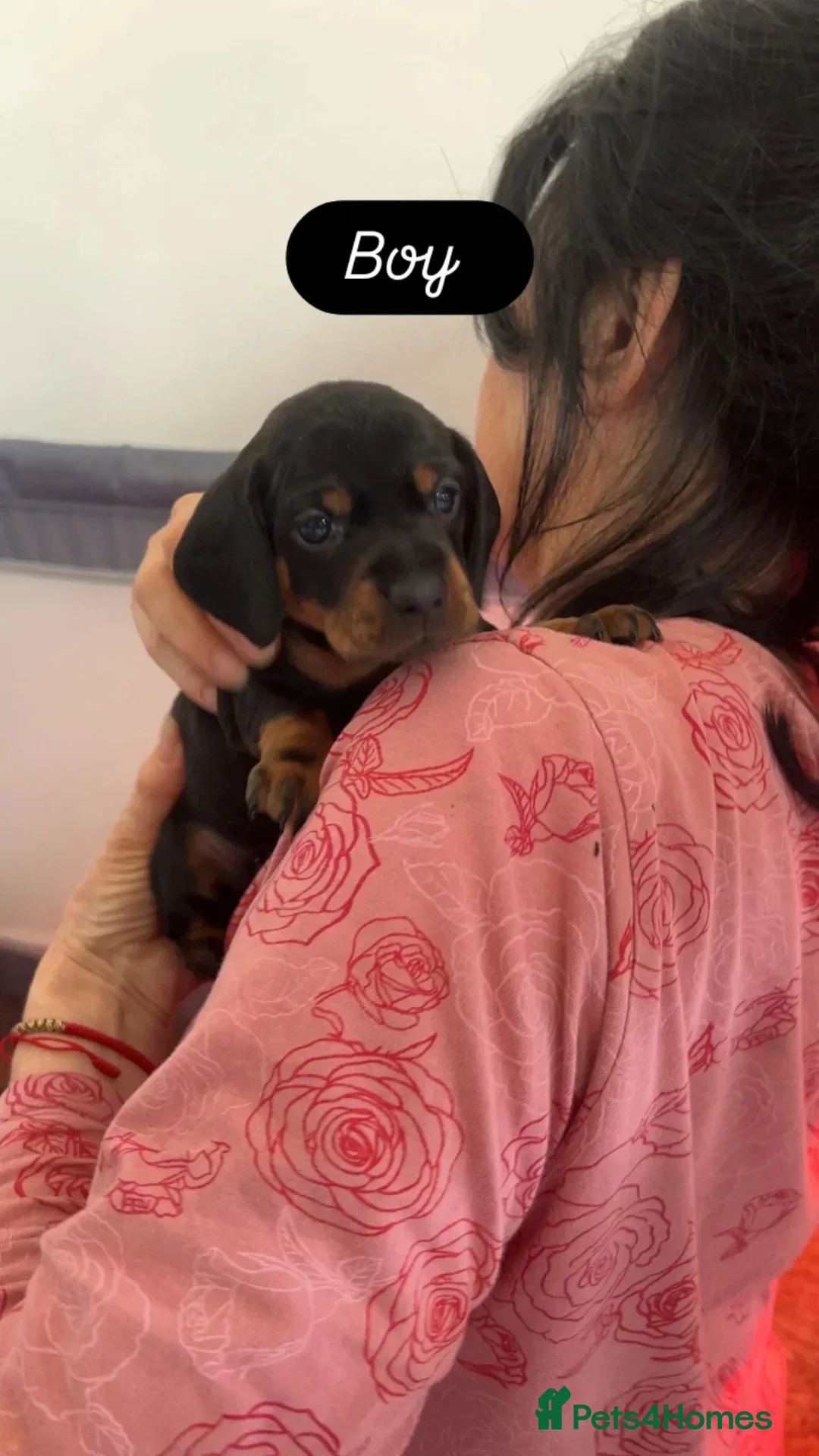 Dachshund dogs for sale: Dachshund puppies  - Advert 29