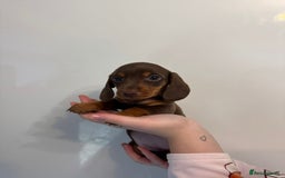Miniature Dachshund dogs for sale: 🤩 3 Kc mini dachshund 🤩 - Advert 3