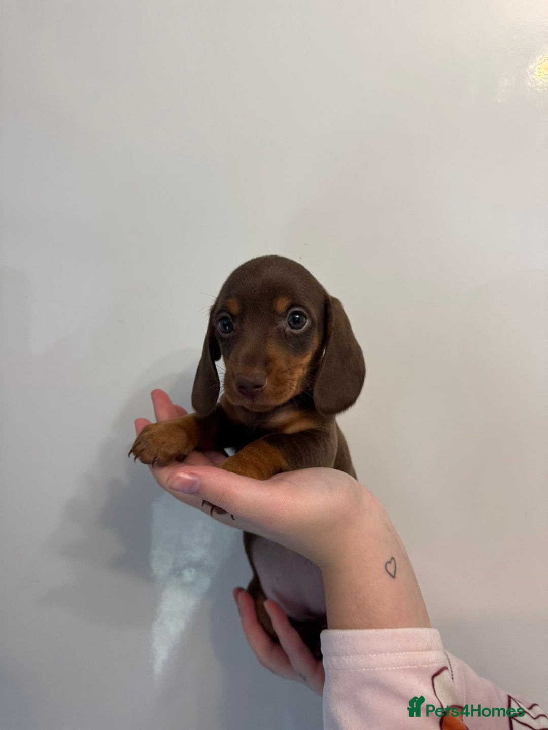 Miniature Dachshund dogs for sale: 🤩 3 Kc mini dachshund 🤩 - Advert 3