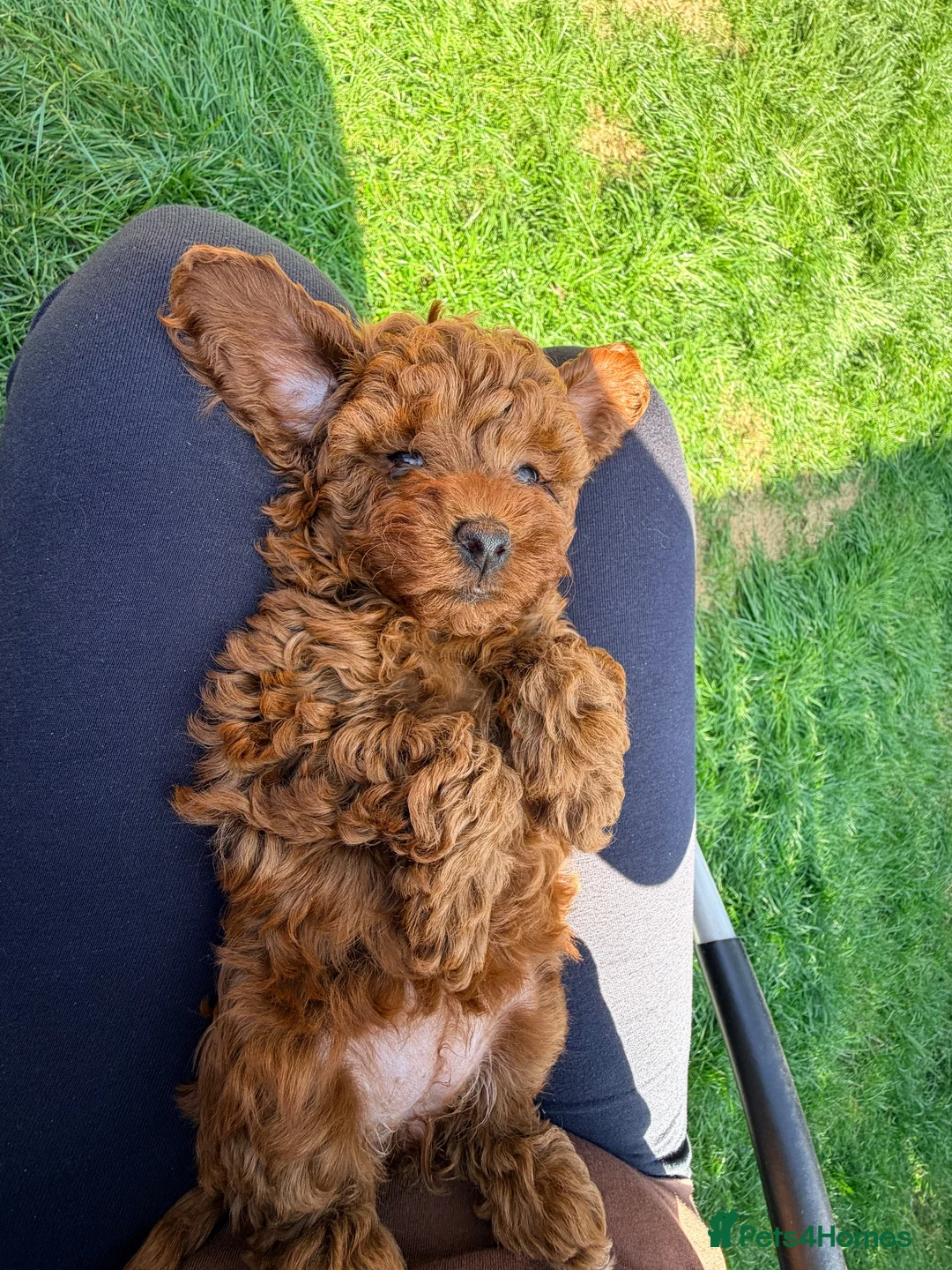 Miniature Poodle dogs for sale: Kc gorgeous red mini Poodle 5 gen pedigree  - Advert 2