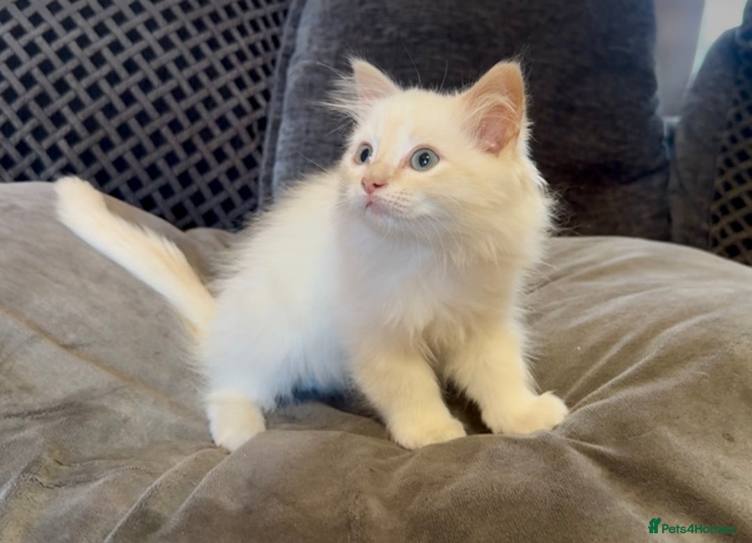 Ragdoll cats for sale: Blue bi colour and cream tabby point - Image 10