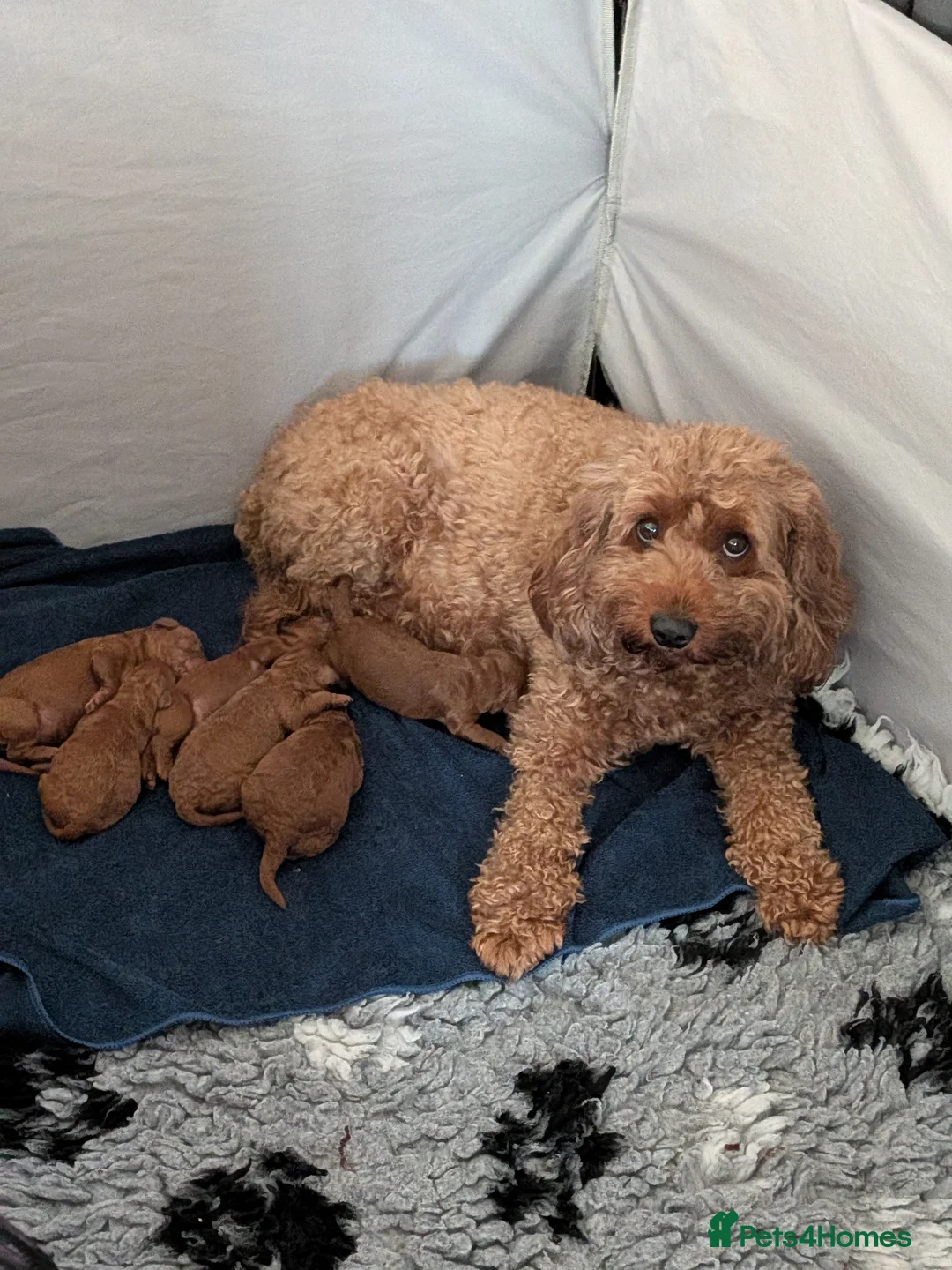 Cavapoo dogs for sale: Cavapoo Beauties Born to Steal Hearts - Advert 5