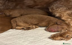 Cavapoo dogs for sale: Stunning fox red f1b Cavapoo puppies - Image 3