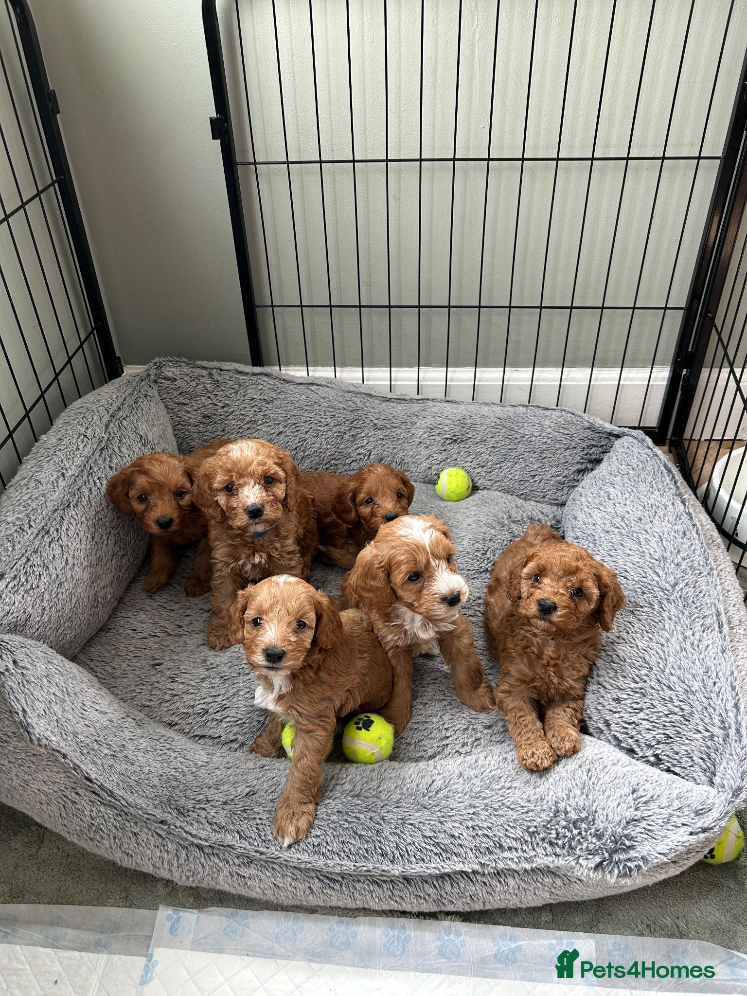 Cockapoo dogs Toy Cockapoo Puppies - Advert 6