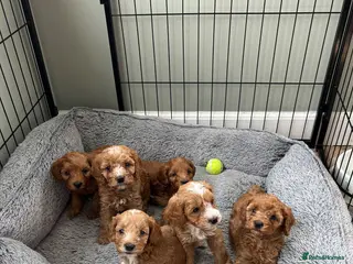 Cockapoo dogs Toy Cockapoo Puppies - Advert 6