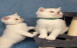 British Shorthair cats for sale: British shorthair silver/golden kittens TICA - Image 6