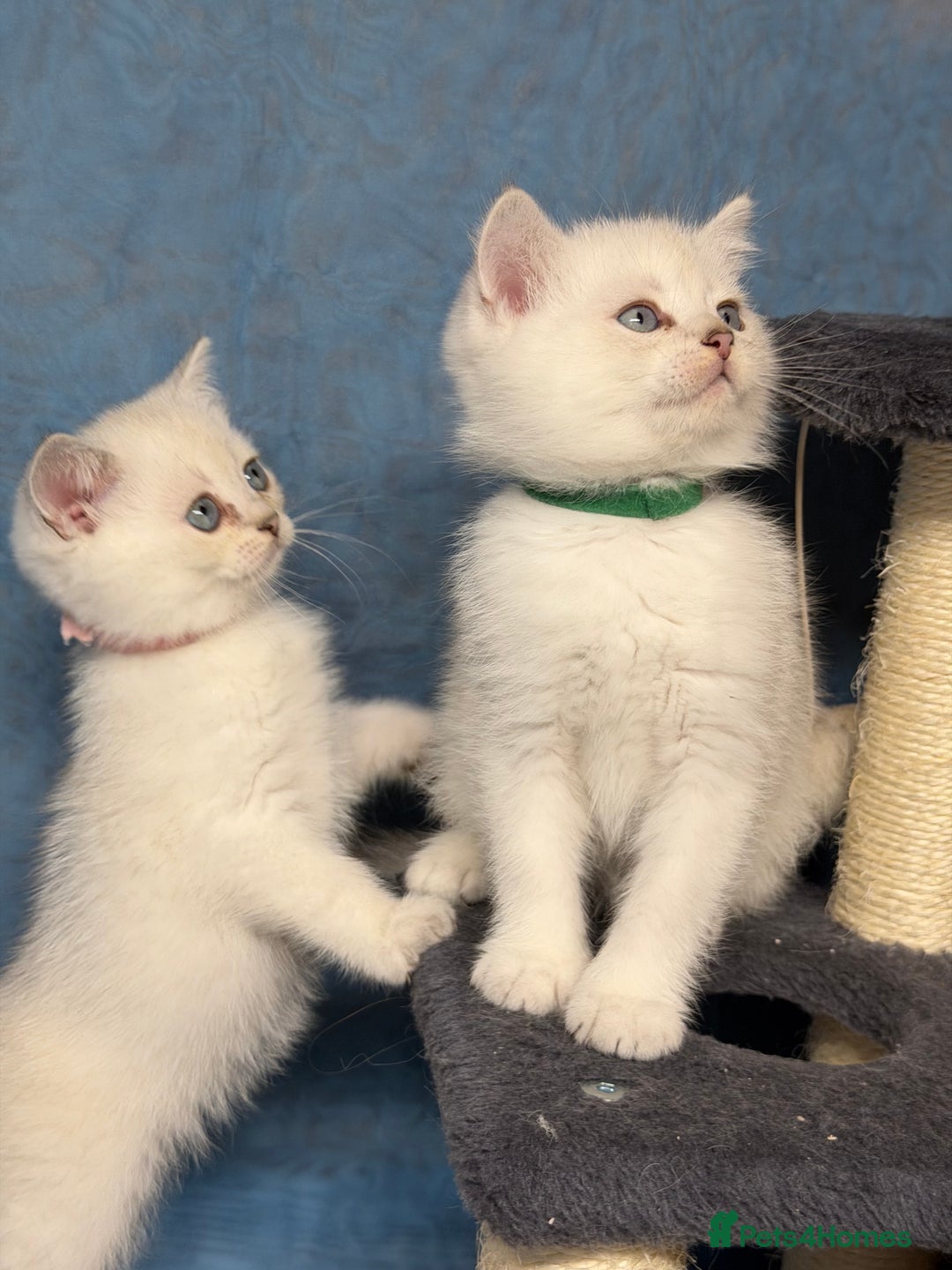 British Shorthair cats for sale: British shorthair silver/golden kittens TICA - Image 6